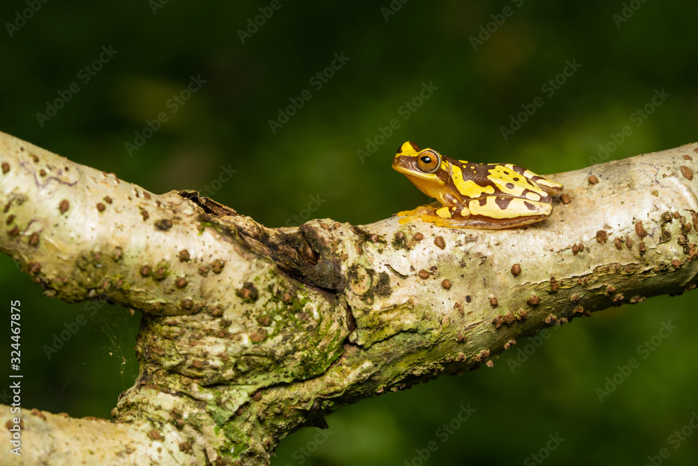 Obraz premium Hourglass tree frog in a tree