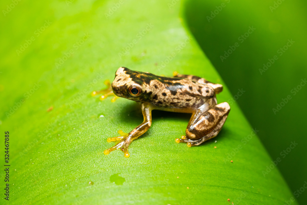 Fototapeta premium Freshly morphed hourglass tree frog on a leaf