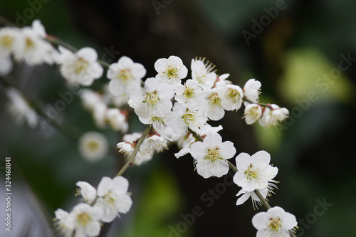 梅の花　白梅