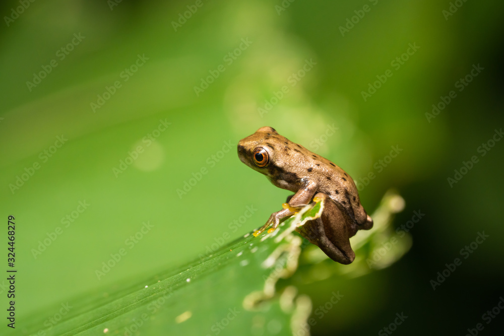 Freshly morphed mottled treefrog on a leaf in the carara national park in Costa Rica Freshly morphed mottled treefrog on a leaf in the carara national park in Costa Rica
