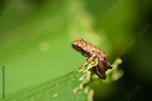 Freshly morphed mottled treefrog on a leaf in the carara national park in Costa Rica