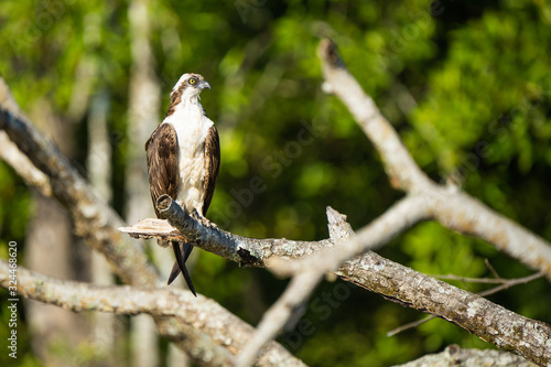 Osprey in a tree above the Tarcoles River in Costa Rica