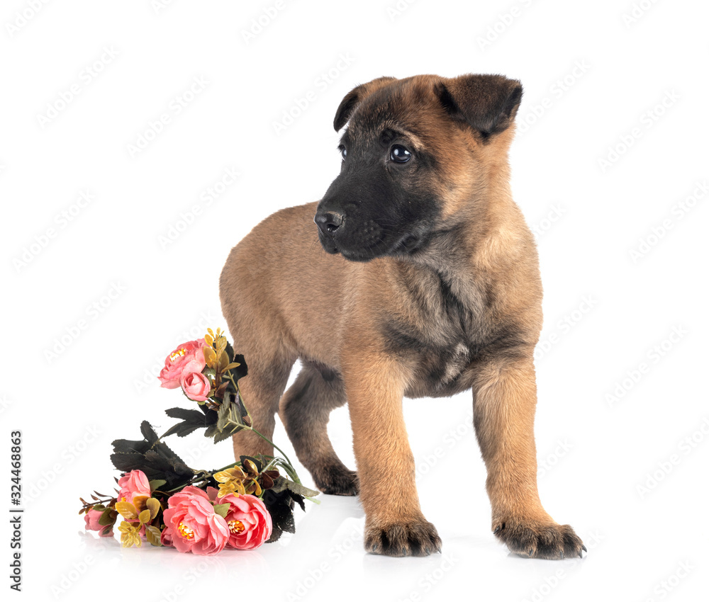 Obraz premium puppy malinois in studio