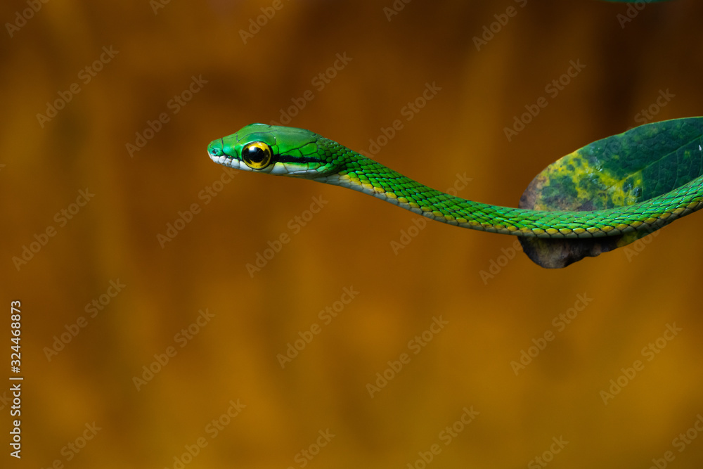 Closeup of a parrot snake in a tree Closeup of a parrot snake in a tree