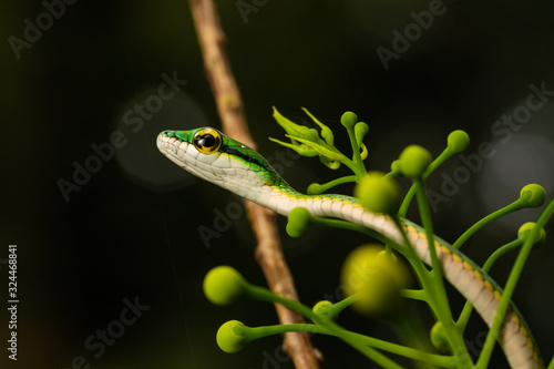 Closeup of a parrot snake in a tree