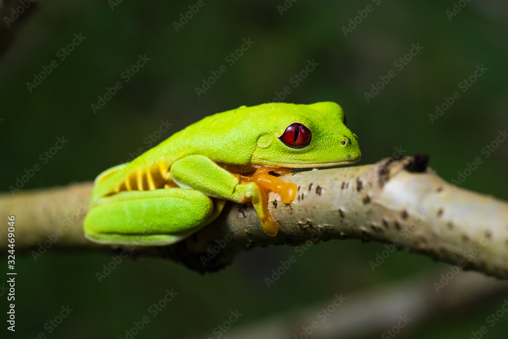 Fototapeta premium Rare red variant of the red eyed tree frog in a tree in Costa Rica
