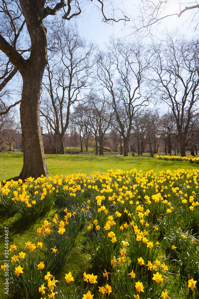 daffodil daffodil