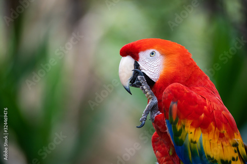Closeup portrait of a scarlet macaw