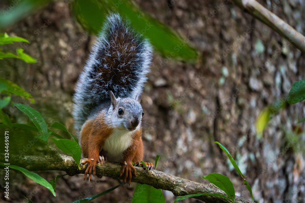 Fototapeta premium Variegated squirrel in a tree in Carara National Park, Costa Rica