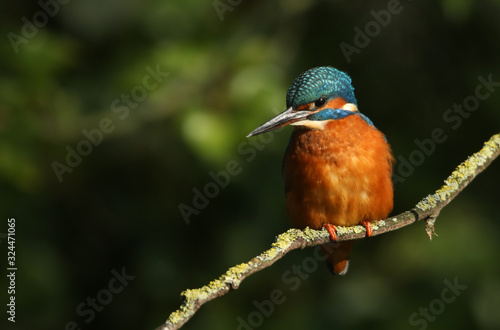 A beautiful female Kingfisher, Alcedo atthis, perching on a branch. It has been diving into the river catching fish.