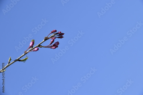 桜の莟,cherry bud