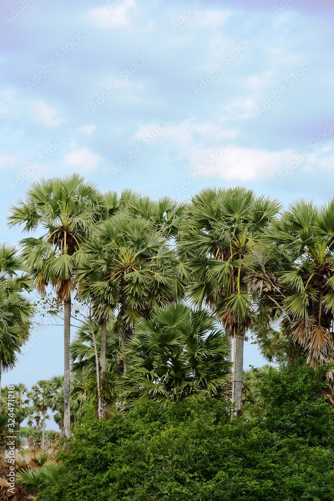 Sugar palm in Tung Na and the courtyard Used as a background image	