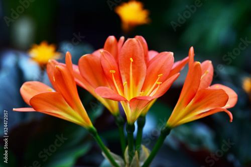 Lilies orange