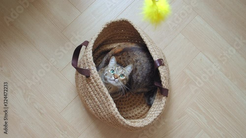 Domestic Cat sitting in linen basket hunting for yellow feather toy. Slow UHD