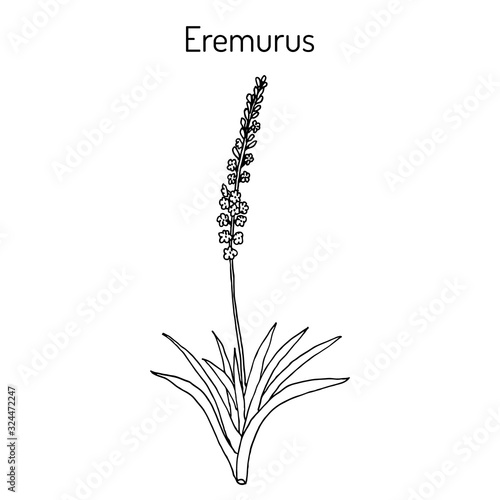 Eremurus himalaicus, or foxtail lilies, or desert candles, ornamental and medicinal plant