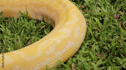 A close up shot of a Burmese python crawling in the garden