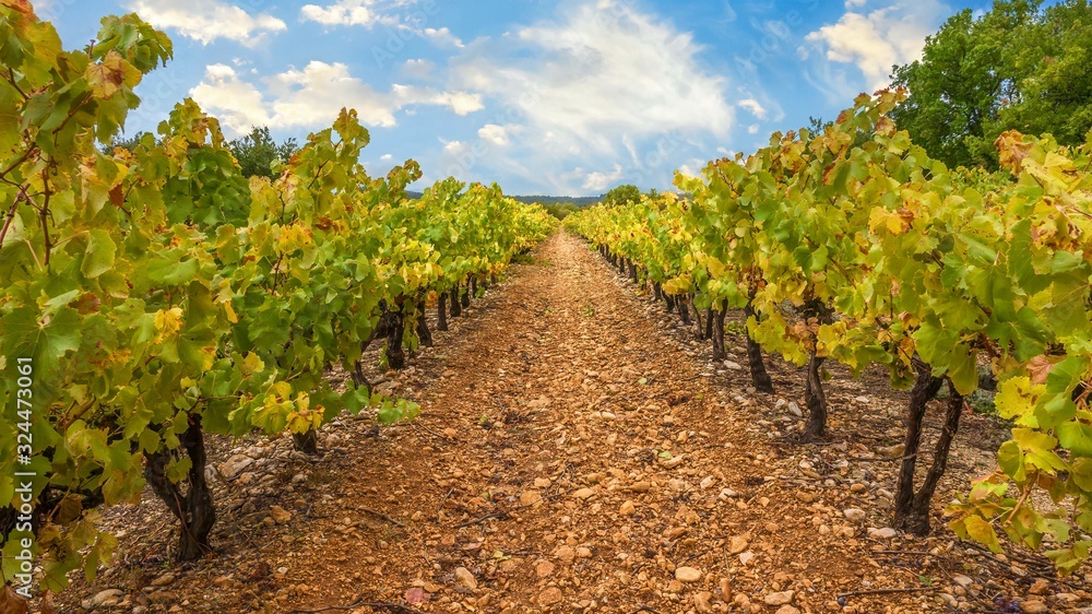 Obraz premium Rows of grape vines in a vineyard in Provence, France in early autumn, their leaves changing color.