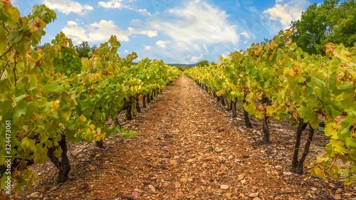 Rows of grape vines in a vineyard in Provence, France in early autumn, their leaves changing color.