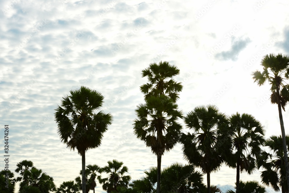 View of sugar palm and yellow fields. View of sugar palm and yellow fields.