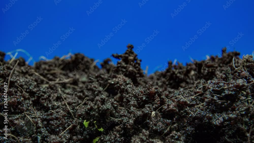 Growing of cucumber seed on a blue background time lapse Growing of cucumber seed on a blue background time lapse