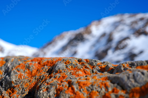 Red lichen on a mountain stone in alps