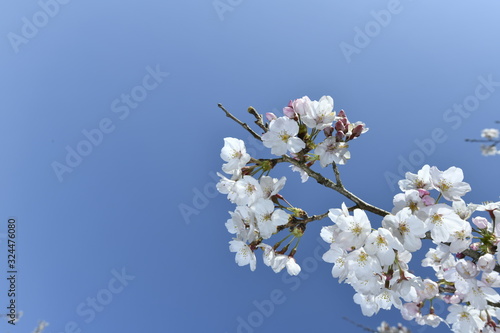 桜と青空、cherry blossoms and bkue sky