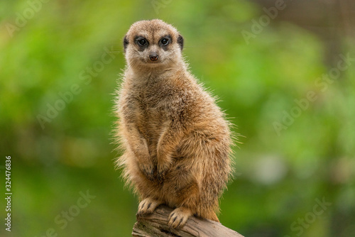 Portrait of a cute meerkat  looking into the camera and sitting on a tree trunk with a lush green background photo