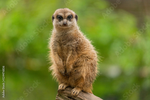 Portrait of a cute meerkat looking into the camera and sitting on a tree trunk with a lush green background