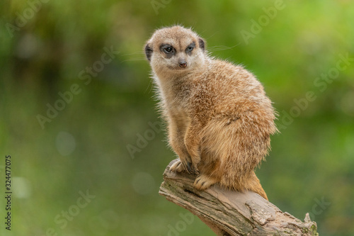 Cute meerkat sitting on a tree trunk with a lush green background © Ramon