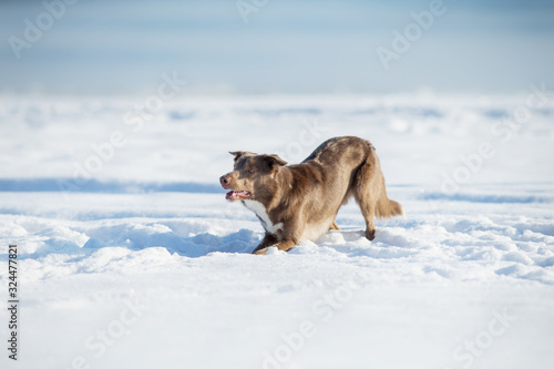 border collie dog © Даша Швецова