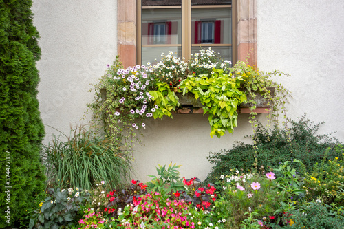 window and plants