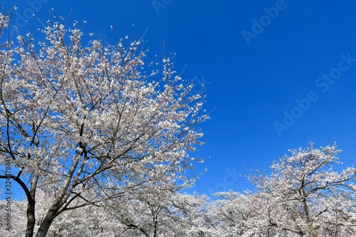 桜と青空、cherry blossoms and bkue sky