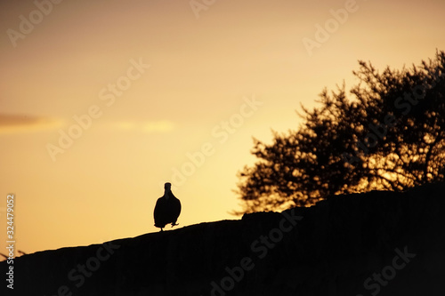 silhouette of a pigeon walking on a wall