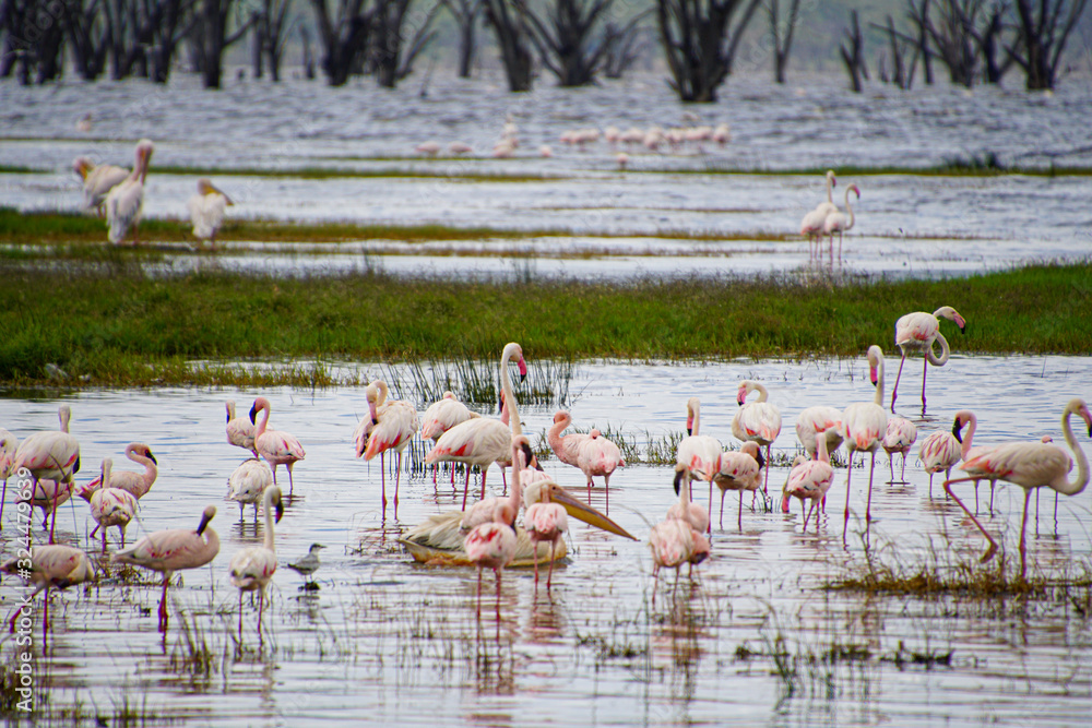 Pink flamingoes at Lake Nakuru