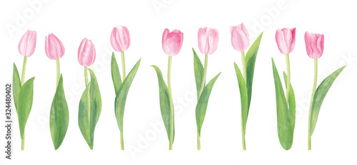 Watercolor pink tulip flowers isolated on white background with clipping path. Good elements for your own design. Spring and summer theme. Soft and gentle colors. Realistic drawing.
