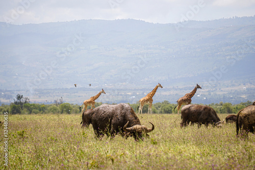 Giraffe and Cape buffalo in Kenya