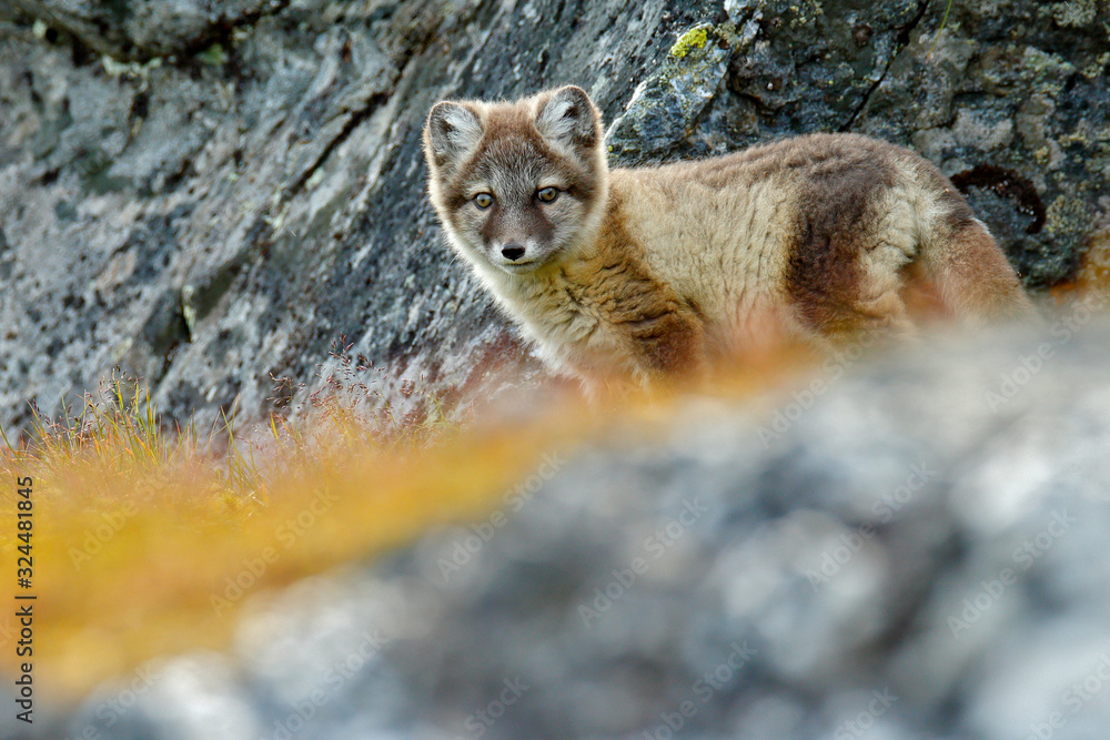 Obraz premium Fight of cute little Arctic Foxes, Vulpes lagopus, in the nature rocky habitat, Svalbard, Norway. Action wildlife scene from Europe.