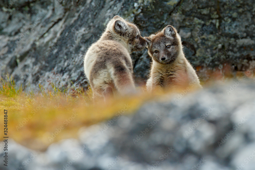 Naklejka premium Fight of cute little Arctic Foxes, Vulpes lagopus, in the nature rocky habitat, Svalbard, Norway. Action wildlife scene from Europe.