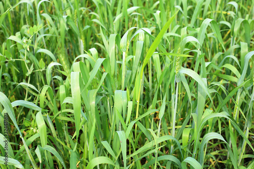 Green Wheat fields and green wheat leaf