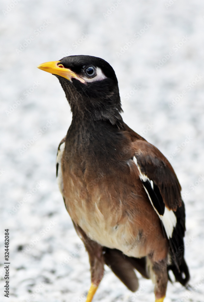 Obraz premium A small, cute myna bird with brown-black-white feathers with a yellow mouth walking on a gray gravel field.