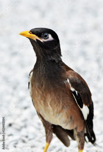 A small  cute myna bird with brown-black-white feathers with a yellow mouth walking on a gray gravel field.