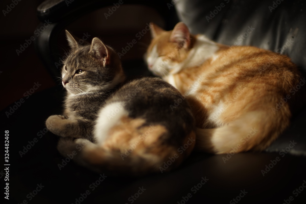 Two cute kittens rest in a black leather office chair