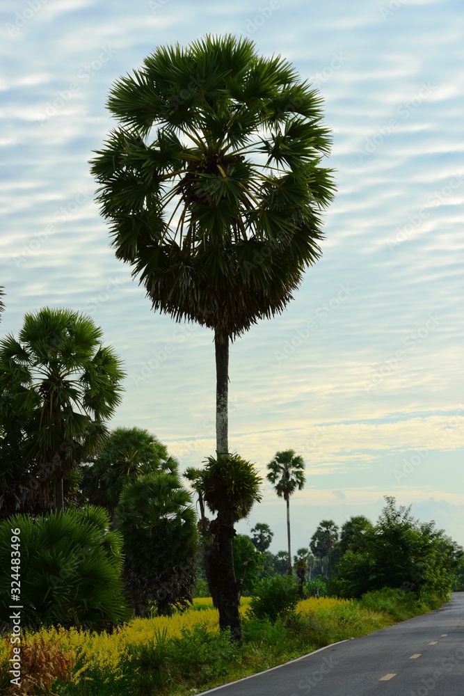 Fototapeta premium rice fields with palm trees.