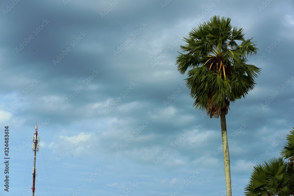 Obraz premium View of sugar palm and yellow fields