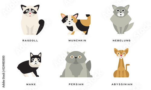 Collection of Different Cats Breeds Manx Persian Abyssinian