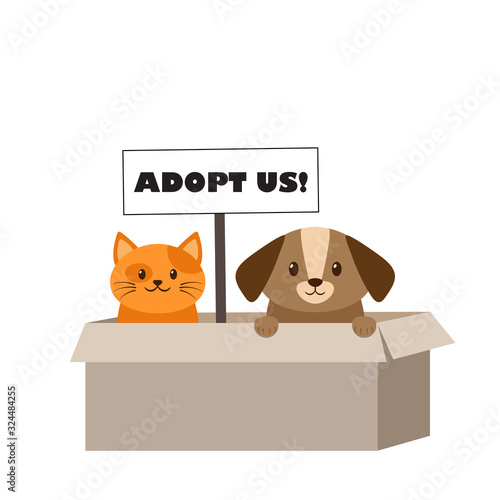 Homeless cat and dog in cardboard box