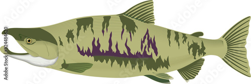 Cartoon cute chum salmon
