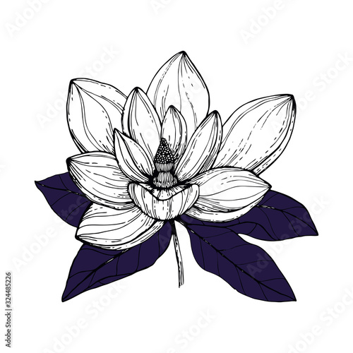 Vector illustration with hand drawn white Anise magnolia flowers with purple leaves. Flower isolated on white backgrounds. Decorative element for floral wedding invitation card