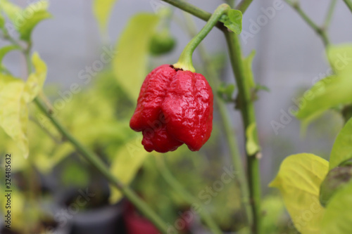 Red hot chilli pepper Trinidad scorpion moruga red on a plant. Capsicum chinense peppers on a green plant with leaves in home garden or a farm.