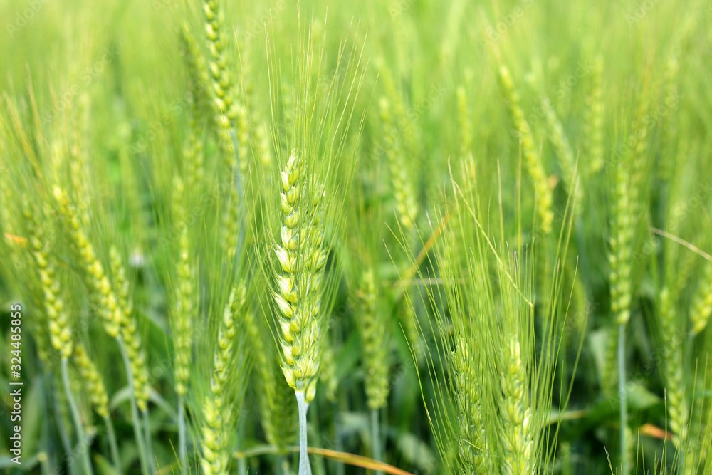 Green Wheat whistle, Wheat bran fields and wheat leaf